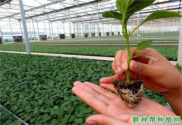 哪些农药可以促进辣椒生根，如何使用？