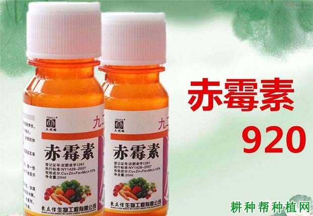 用什么药能让番茄生根快？