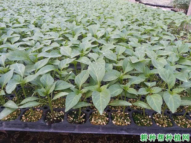什么农药可以提高辣椒苗抗性？