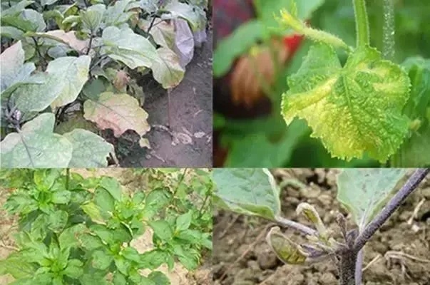 1626146148970948.png 2.png