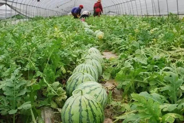 1626506604179663.jpg 微信图片_20210717152030.jpg