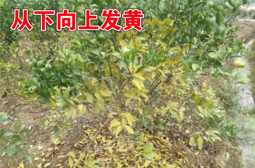 1656483197684299.jpg 4.jpg